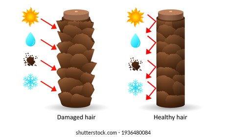 Klimabedingtes und verwundbares Haar unter Mikroskop. Vernichtung von Haarzellen aus Sonnenlicht und Frost mit negativen Auswirkungen Feuchtigkeit Schmutz und gesunde Waagen mit Reflektion Vektorschädigung.