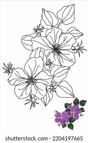 climatis flower coloring book with flowers for children and adults, decorative flower in doodle style