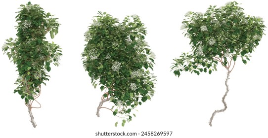 climber plants, creeper plants, 3D rendering with transparent background, for illustration, digital composition, architecture visualization