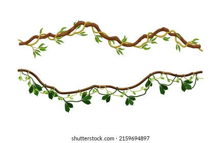 Climbing branches with green leaves set. Tropical climbing plants vector illustration