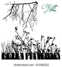 A climbing plant, a dog-rose behind a fence. Branch of a dogrose,  plants silhouette.Detailed vector illustration.