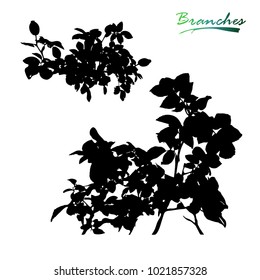 A climbing plants dog-rose. Branch silhouette. Detailed vector illustration.
