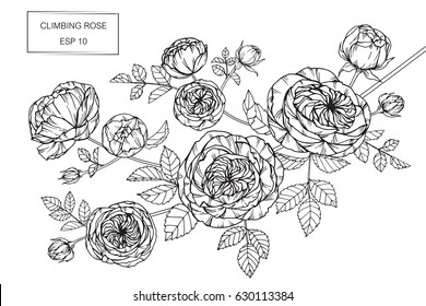 Climbing Rose Flowers Drawing And Sketch With Line-art On White Backgrounds.