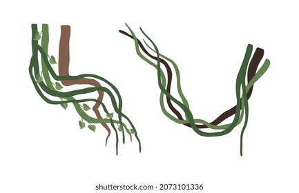 Climbing and Tangled Liana Long-stemmed Woody Vine Vector Set