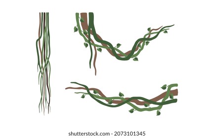 Climbing and Tangled Liana Long-stemmed Woody Vine Vector Set