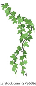 Climbing vine. Green ivy creeper branch border
