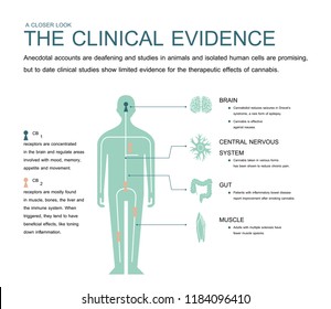 The Clinical Evidence Cannabis And Anecdotal Accounts Are Deafening And Isolated Human Cells Are Promising.but To Date Clinical Studies Show Limited Evidence For The Therapeutic Effects Cannabis.