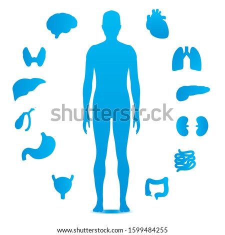 clinical simple icon silhouettes of human organs and the unisex human figure, lungs, heart, liver, brain, pancreas, thyroid, kidney, gallbladder, intestines