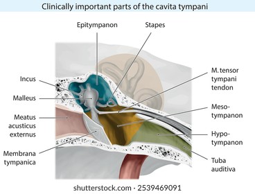 Clinically important parts of the cavita tympani