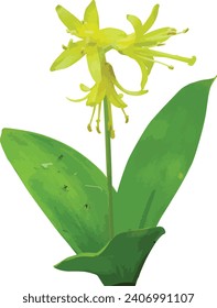 Clintonia borealis (Bluebead) Native North American Blooming Wildflower