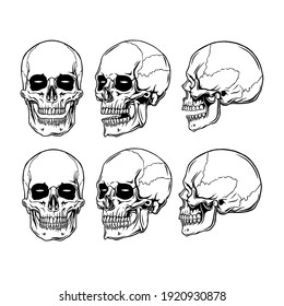 clip art anatomy skull in white beground