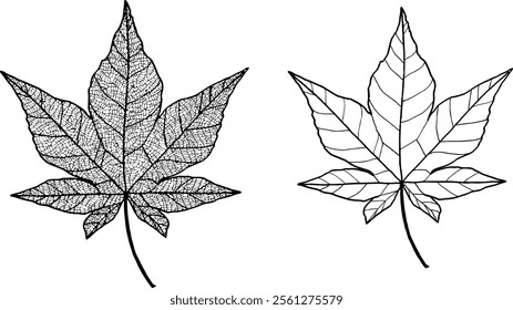 Clip art of autumn leaves.Clip art of autumn.Maple.