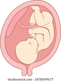 Clip art of baby in womb