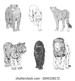 Clip art of Big cat line art black and white vector illustration