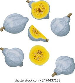 Clip art. Blue hubbard squash. Winter squash. Cucurbita maxima. Fruits and vegetables. Isolated vector illustration.