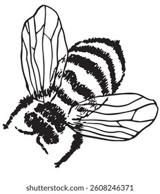 Clip art bumblebee vector, animal illustration in black and white 