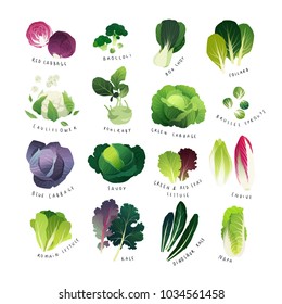 Clip art cabbage collection with broccoli, bok choy, cauliflower, savoy, kohlrabi, Brussel sprouts, Romain lettuce, endive, Chinese napa cabbage and curly kale