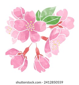 Clip art of cherry blossom Watercolor style