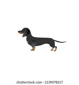 Videokunst des Datschund-Hundes