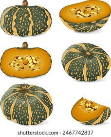 Clip art. Delica Winter Squash  or pumpkin Courge Delica Moretti. Cucurbita maxima. Fruits and vegetables. Isolated vector illustration.
