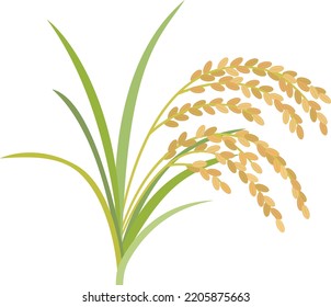 Clip art of ear of rice in autumn.