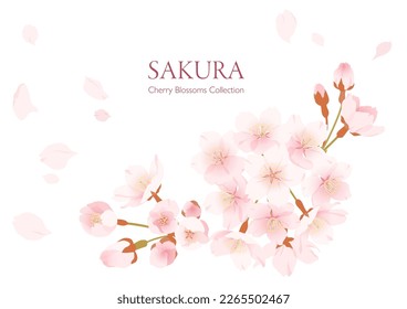 Clip art of elegant cherry blossoms and falling petals (isolated)