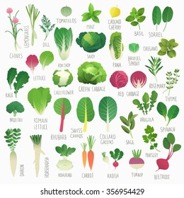 Clip art food collection Vol.1: vegetables and herbs