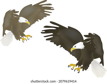 Clip art of hawk(eagle) bird,2set