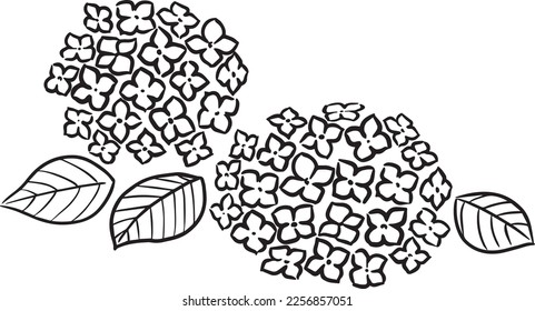 Clip art of hydrangea cutout-like black line