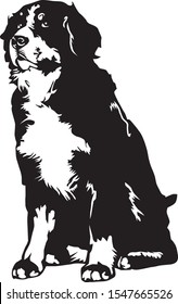 Clip art illustration of a bernese mountain dog