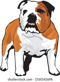 clip art illustration of a bulldog