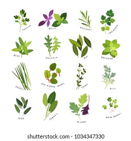 Clip art illustrations of herbs and spices such as parsley, basil, rosemary, coriander, mint, arugula, bay, oregano, chives, red ribbon sorrel, thyme, dill, sage, sorrel, mizuna and wood sorrel