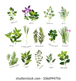 Tarragon Stock Vectors, Images & Vector Art | Shutterstock