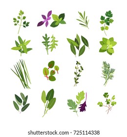 Clip art illustrations of herbs and spices such as parsley, basil, rosemary, coriander, mint, arugula, bay, oregano, chives, red ribbon sorrel, thyme, dill, sage, sorrel, mizuna and wood sorrel