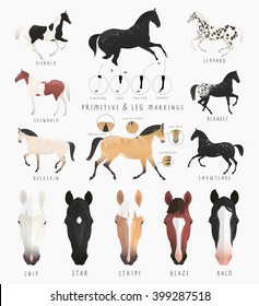 Clip art illustrations of horse facial and leg markings, primitive markings of dun coat coloring. Also variations of some rare coat colors