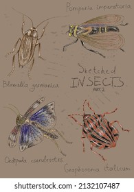 Clip art of insects, bugs with Latin scientific zoological names, hand-drawn on a vintage background in vector. Imitation of color pencil sketch, realistic style, page from a entomological sketchbook.