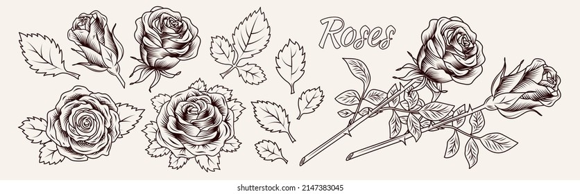 Clip art with lush blooming roses and leaves. Single flowers and flowers with stem. Engraving vintage style. Isolated monochrome vector illustration black on white.