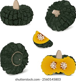 Clip art. Marina di Chiogga Squash or Chioggia Sea pumpkin. Winter squash. Cucurbita maxima. Fruits and vegetables. Isolated vector illustration.