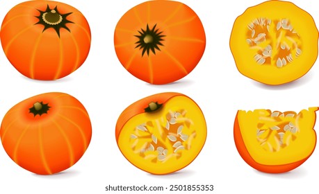 Clip art. Orange buttercup squash. Winter squash. Cucurbita maxima. Fruits and vegetables. Isolated vector illustration.