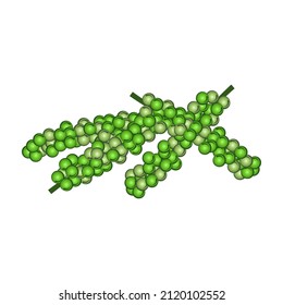 clip art of pepper with cartoon design,vector illustration