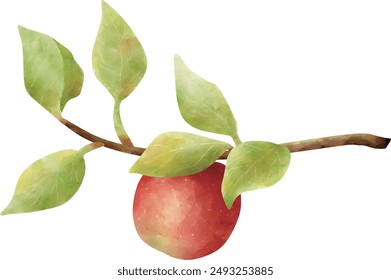 Clip art of red apple on branch in watercolor style