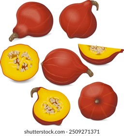 Clip art. Red Kuri squash. Climbing Onion squash, Potimarron squash. Winter squash. Cucurbita maxima. Fruits and vegetables. Isolated vector illustration.