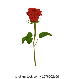 Realistic Vector Elements Set Red Roses Stock Vector (Royalty Free ...