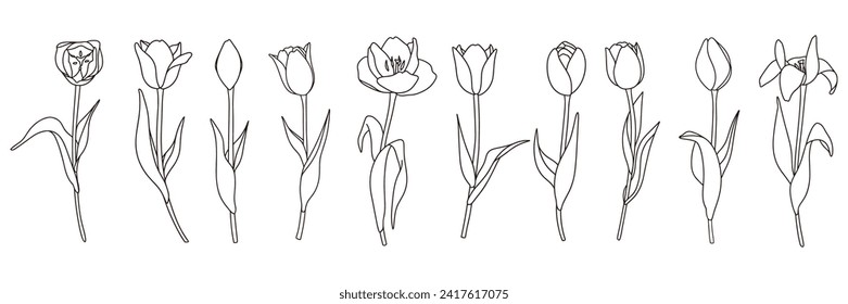 clip art set of hand-drawn line drawing of tulip Variations
