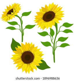 Clip art sunflowers, vector. Sunflowers (set) isolated on white background. Art , Illustration.