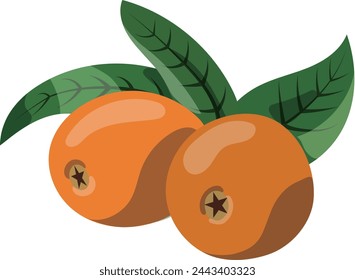 Clip art of two loquat