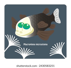 Clip art of unique deep-sea fish Opisthoproctidae Barreleye. vector.