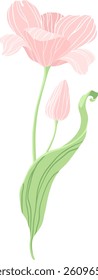 Clip art of vector pink tulip. Elegance doodle flower.