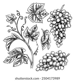 Clip art with a vine, bunches and leaves of grapes. Vector graphics, black and white hand-drawn set of illustrations. Isolates on a white background. Design elements for packages and labels, postcards