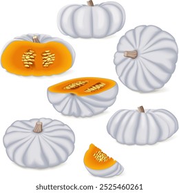 Clip art. White Valenciano pumpkin. Winter squash. Cucurbita maxima. Fruits and vegetables. Isolated vector illustration.